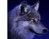 WOLF ON BLUE BACKROUND2