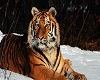 cadree defilant tigre 