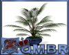 QMBR Plant Potted Palm
