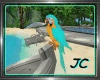 JC : Tropical  Parrot :