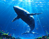 ౨Whale Customৎ