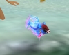 beta swim fish 