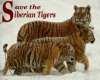 save the siberian tigers