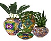 *PFE Mexican Pot Plants