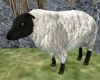 rhoen sheep animated