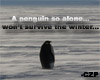 Penguin Alone