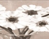 J|White Flowers Art