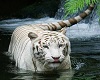 White Tiger sticker