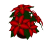 Christmas Poinsettia