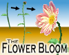 Flower Bloom -v1d