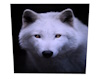 White Wolf Picture