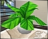 S* Paradise Plant