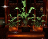 Coffee Cafe Plants