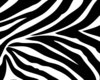 Zebra Print Kitchen