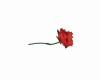 Red Stem Rose