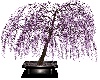 Purple Shower Plant