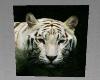 MJs white tiger X