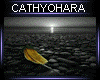 Backgrounds Color