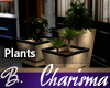 *B* Charisma Planters