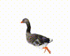 Animate Swimming  Goose