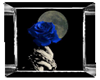 denns blue rose