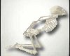 Skeleton seat Skull