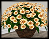 Buttercream Flowers I