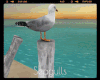 *Seagulls