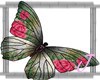 [JMRG] Rose Butterflies