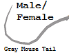 Gray MouseTail M/F