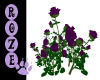 *R* Purple Roses Bush