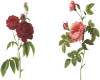 2 vintage rose filler
