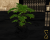 ![T] Elemental Plant Urn
