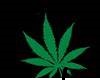 Weed plants black an grn