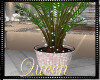 !Q Ocean Potted Palm