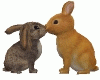 Y*Animated Kiss Rabbit