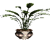 Office Plant 1