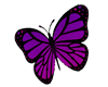 Purple Butterflies