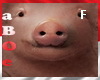 @| Pig Face ~F