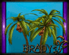 [B]coconut tree