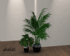 Black Vase Plants