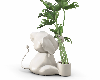 Elephant Plant