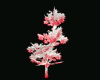 Poplars red geant