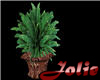 JF Aglaonema Plant