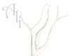 leafless white birch v2