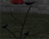 Baby Raven on rose stand