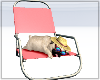 Dog on the deck chair