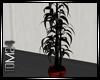 black bamboo in red pot