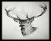 H|DeerSketch