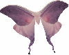 Moth Wings
